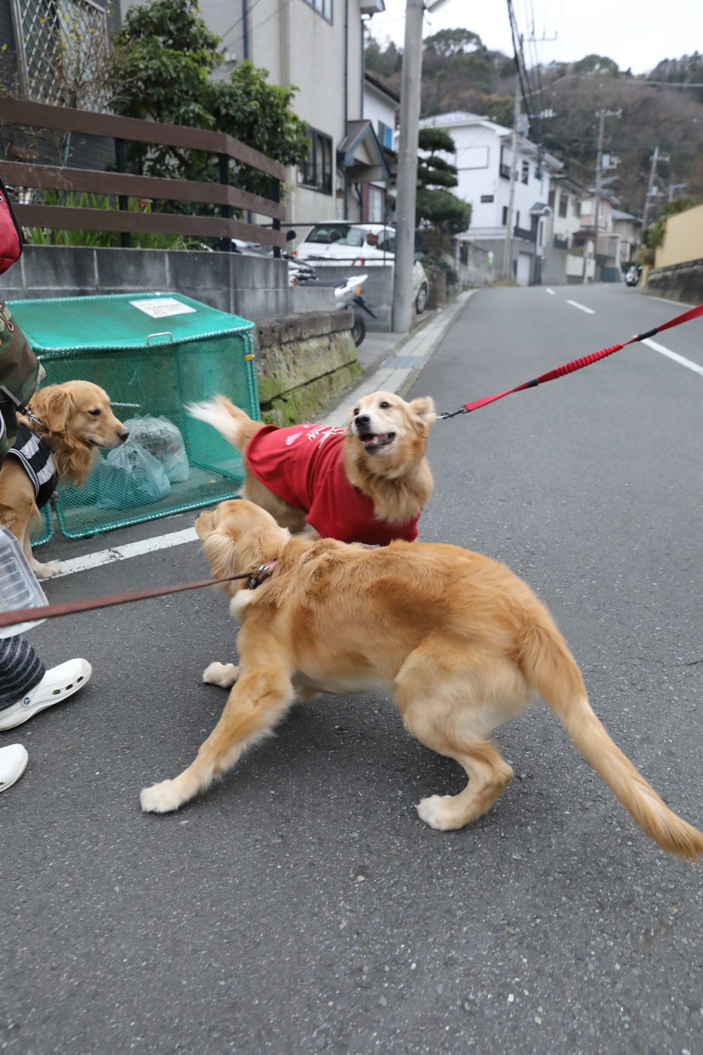 ムギちゃんとナイトくん♪_b0275998_10370204.jpg