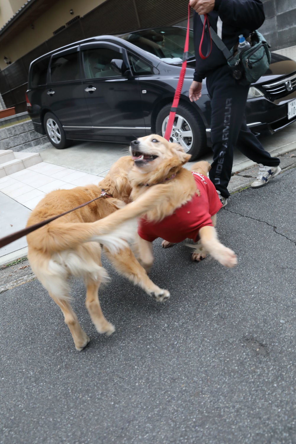 ムギちゃんとナイトくん♪_b0275998_10371802.jpg
