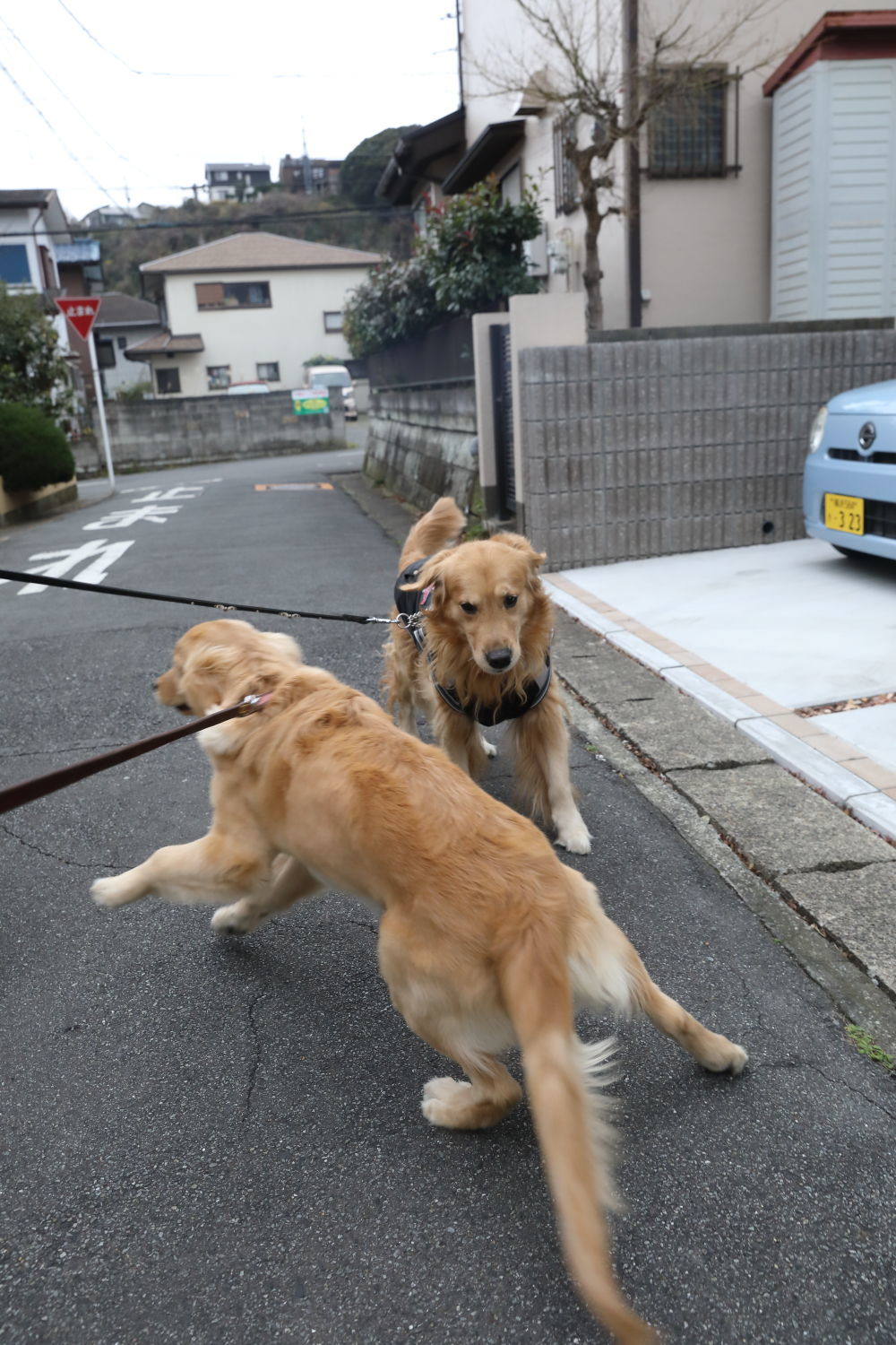 ムギちゃんとナイトくん♪_b0275998_10372258.jpg