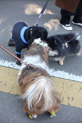 怖いもの無しのスモーキー&ロンドンからお客様_c0090198_13480823.jpg