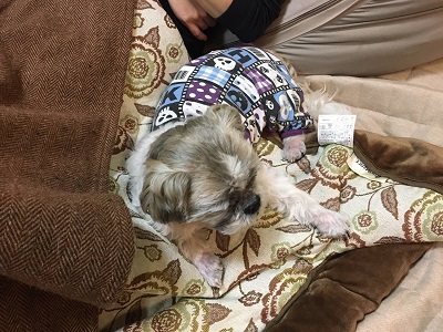 2019年ブログ納め~(^-^)_f0372998_21362188.jpg