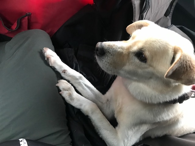 年越しはこぐまくんも一緒です_f0242002_17091990.jpg