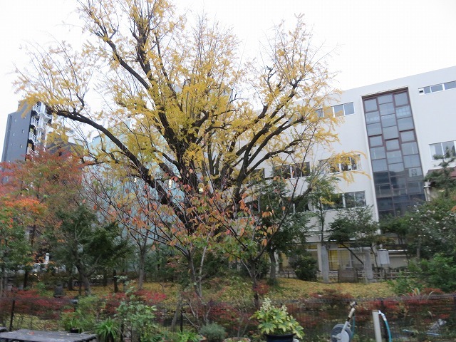 蓬莱園跡-平戸藩上屋敷跡(秋葉原散歩④)_c0187004_09285588.jpg