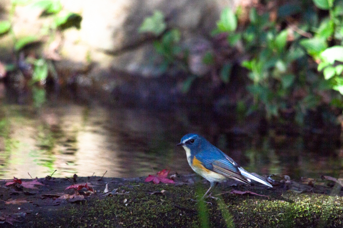 青い鳥 相模原 町田エリアの写真サークル なちゅフォト ブログ