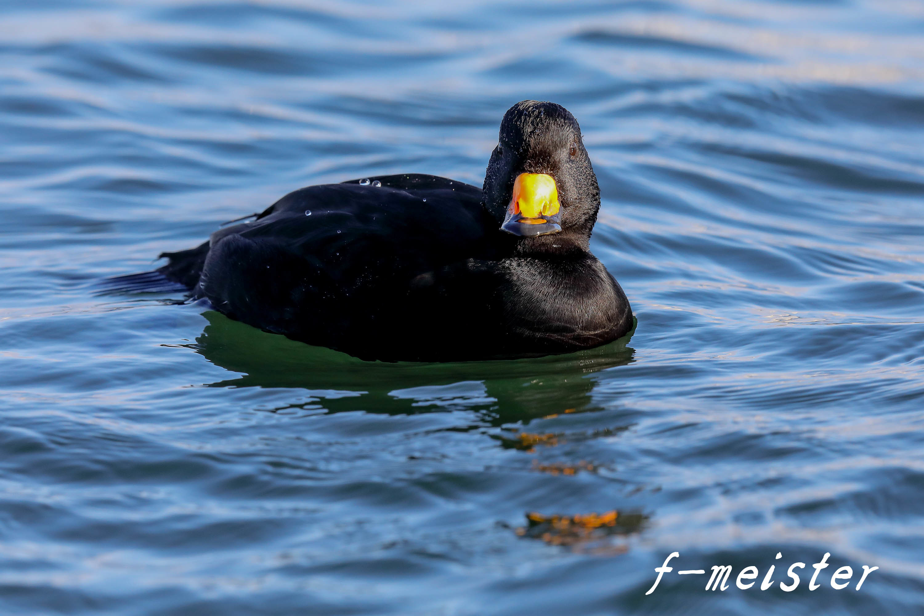 令和元年ラストは 黒いアヒル いやクロガモです マクロチックフォト