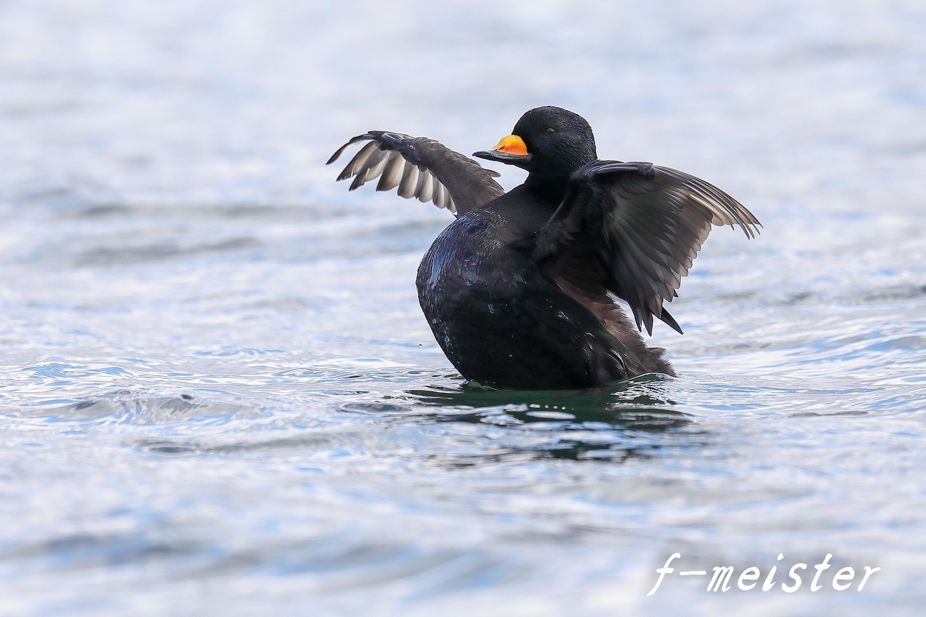 令和元年ラストは 黒いアヒル いやクロガモです マクロチックフォト