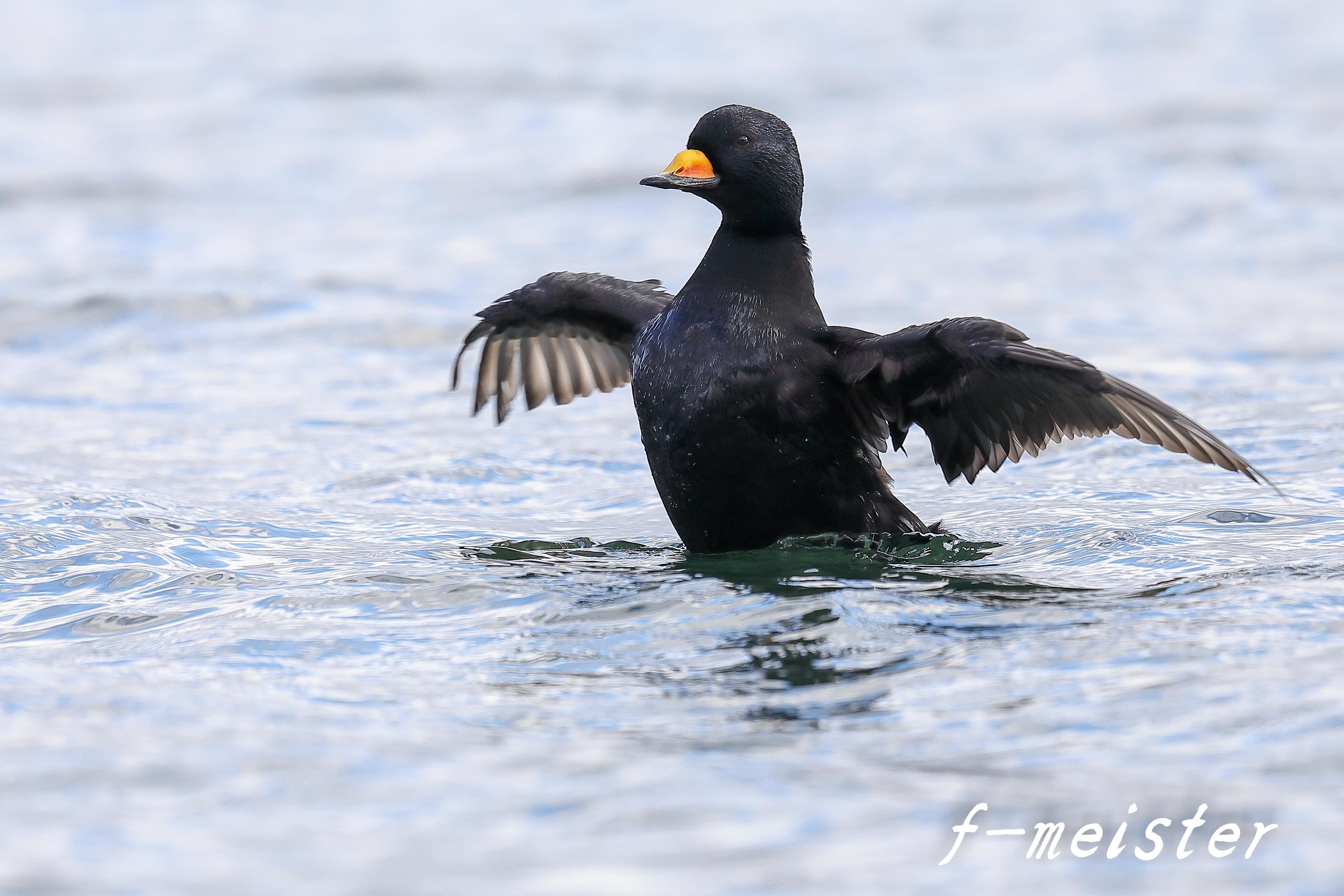 令和元年ラストは 黒いアヒル いやクロガモです マクロチックフォト