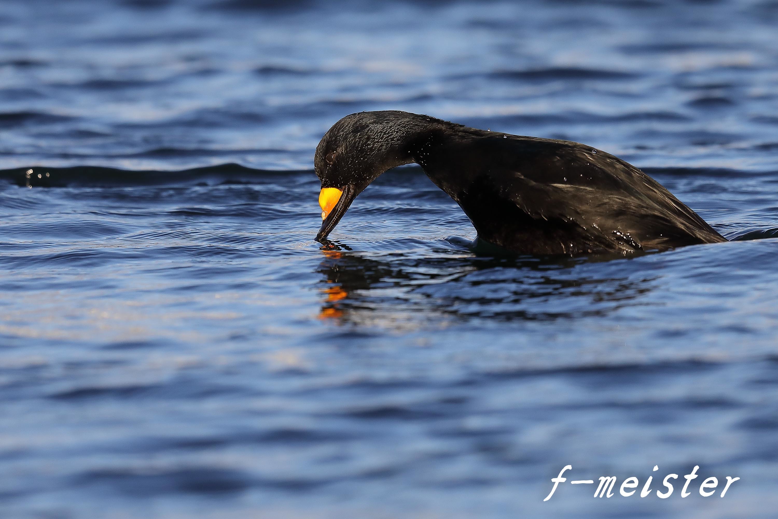 令和元年ラストは 黒いアヒル いやクロガモです マクロチックフォト