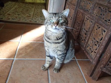 山猫がちょっと家猫顔に_f0064906_12004544.jpg