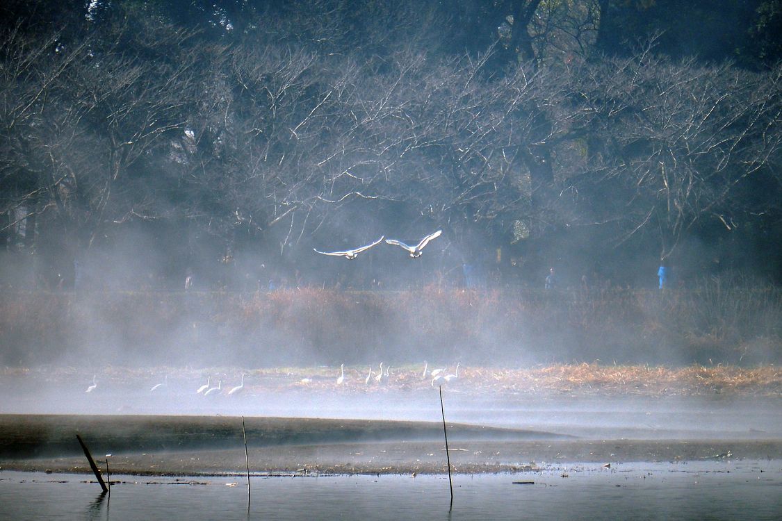 令和元年の最後は濃霧の朝になっちゃったな。ホワイトアウトの多々良沼に居た(;^_^A_a0031821_17203476.jpg