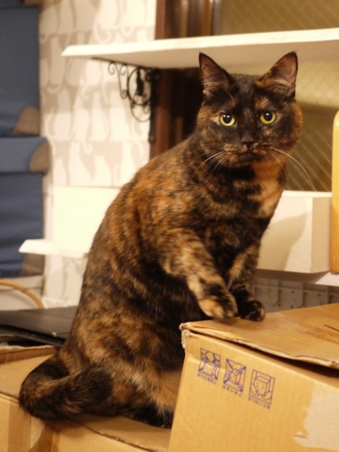 猫のお預かり ぴーこちゃん編。_a0143140_22545336.jpg