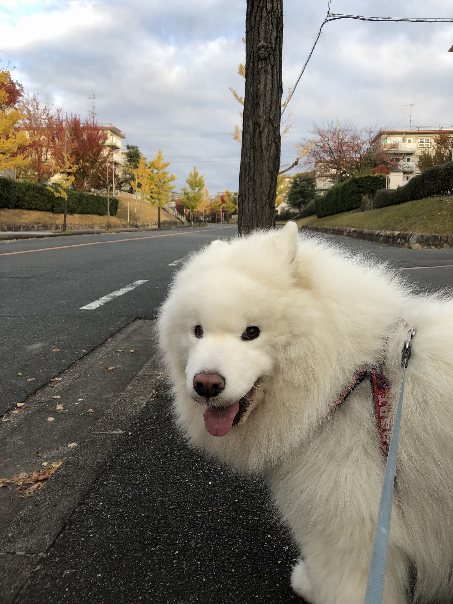 2019年11月後半 インスタ写真集 その2_f0128542_00393053.jpg