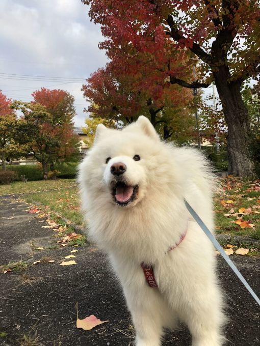 2019年11月後半 インスタ写真集 その2_f0128542_00421720.jpg