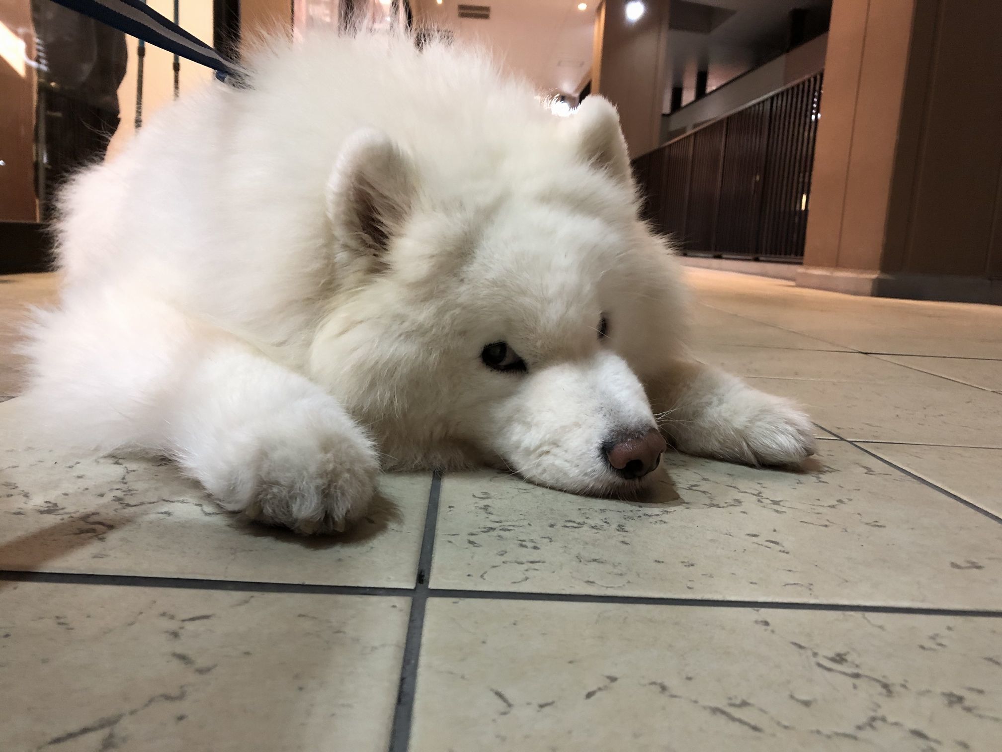 2019年11月後半 インスタ写真集 その2_f0128542_00455974.jpg