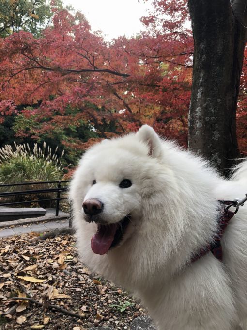 2019年11月後半 インスタ写真集 その2_f0128542_00515521.jpg
