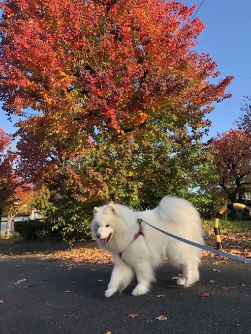 2019年11月後半 インスタ写真集 その2_f0128542_00591202.jpg