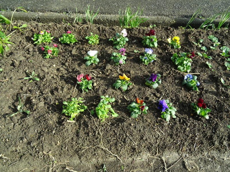 我が家の花壇のリニューアル完了_c0108460_15522581.jpg