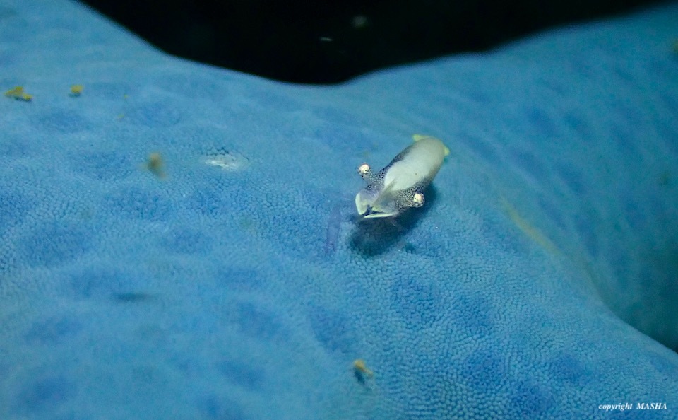 甲殻類とウミウシ_e0158261_15535762.jpeg