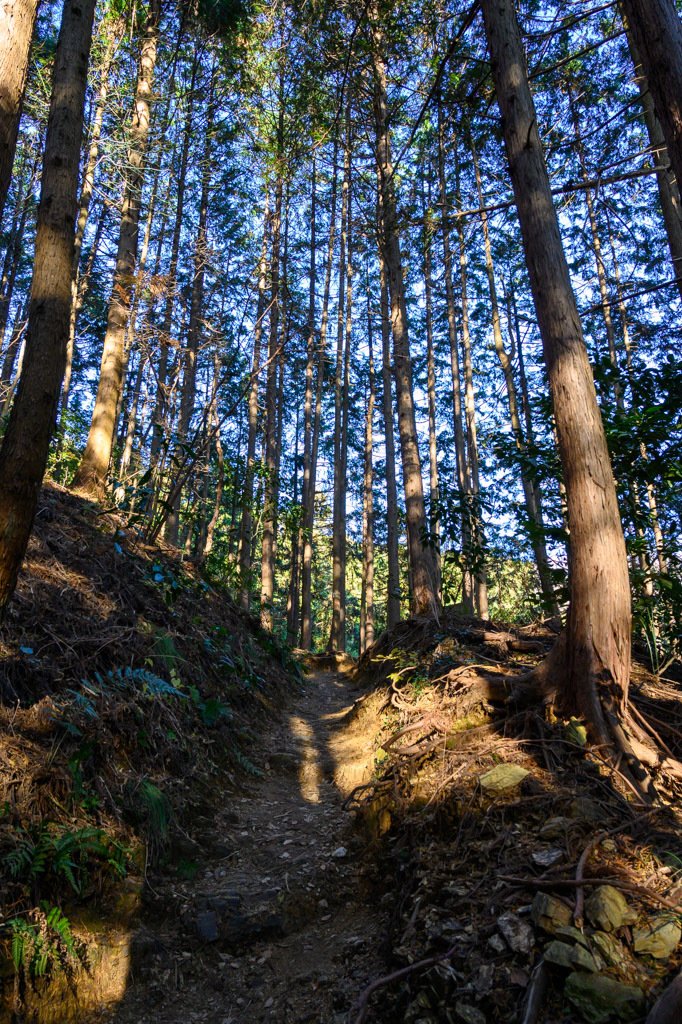 2019 山歩記・師走の低山ハイキング（景信山〜高尾山）_b0247073_00144136.jpg