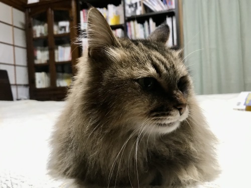 いろいろあるけど、いつもと同じ_f0054677_08160408.jpeg