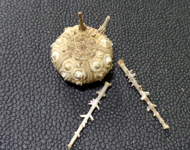 謹賀新年!! 2020_d0318386_13210601.jpg