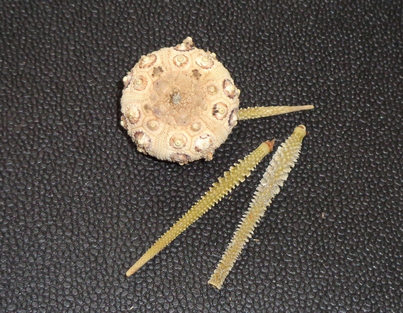 謹賀新年!! 2020_d0318386_13491980.jpg