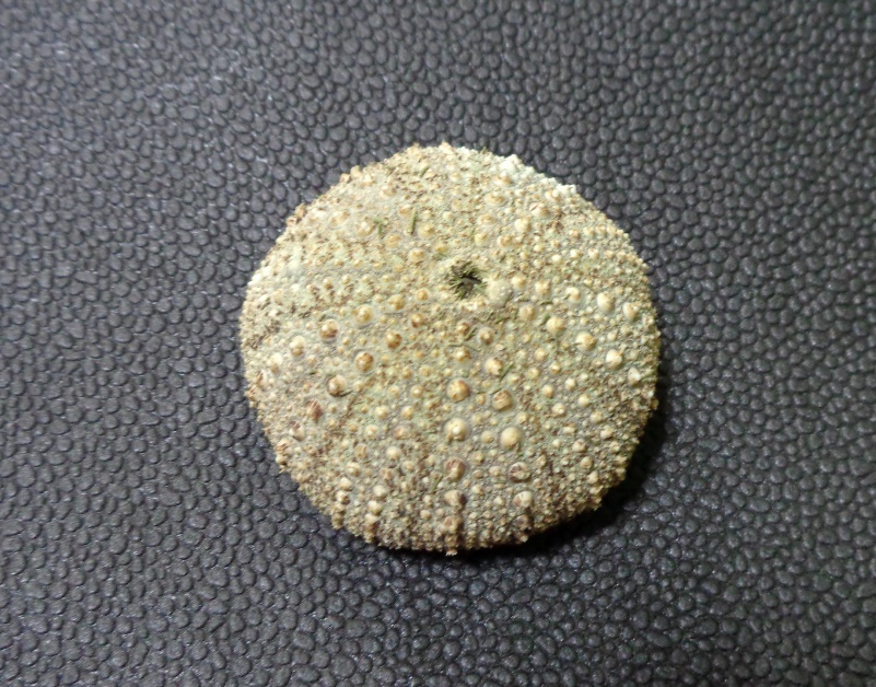 謹賀新年!! 2020_d0318386_14222828.jpg