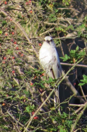 綺麗な白い鳥 : しみけんの野鳥はともだち！