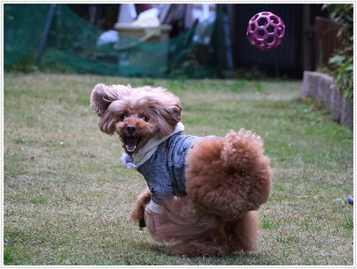 これで2019年のわんこたちの写真、全部アップできたかな。。。\\(>3(O^-)/ウフ☆_b0175688_00195103.jpg