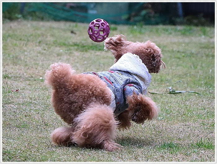 これで2019年のわんこたちの写真、全部アップできたかな。。。\\(>3(O^-)/ウフ☆_b0175688_00195869.jpg