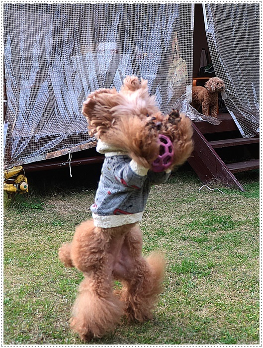 これで2019年のわんこたちの写真、全部アップできたかな。。。\\(>3(O^-)/ウフ☆_b0175688_00201991.jpg