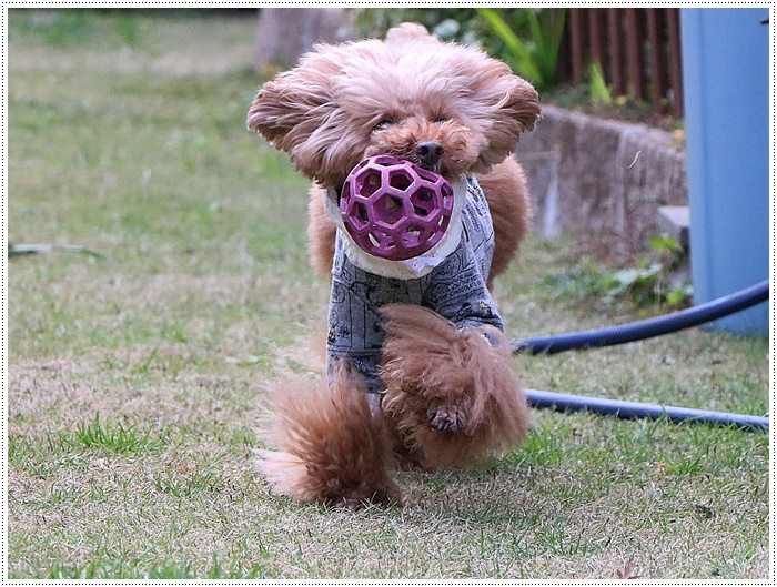 これで2019年のわんこたちの写真、全部アップできたかな。。。\\(>3(O^-)/ウフ☆_b0175688_00202065.jpg
