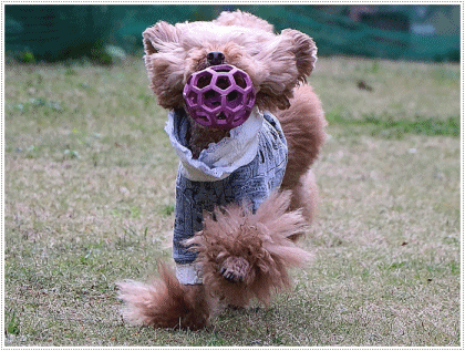 これで2019年のわんこたちの写真、全部アップできたかな。。。\\(>3(O^-)/ウフ☆_b0175688_00224253.gif