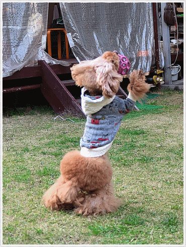 これで2019年のわんこたちの写真、全部アップできたかな。。。\\(>3(O^-)/ウフ☆_b0175688_00225256.gif