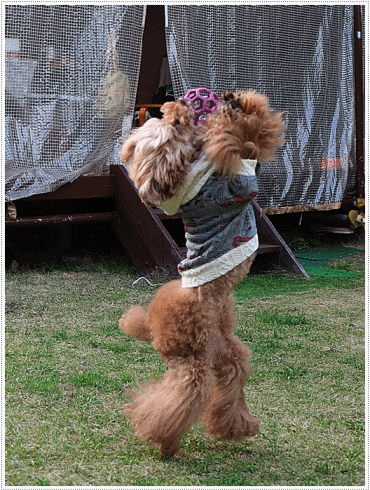 これで2019年のわんこたちの写真、全部アップできたかな。。。\\(>3(O^-)/ウフ☆_b0175688_00225789.gif