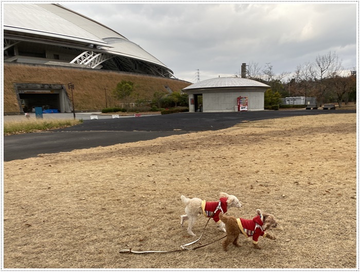 ２０１９年の走り納め、今年もさくらと大に会いに来ていただき、ブログに遊びに来ていただき、ありがとうございました_b0175688_13185343.jpg