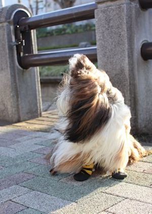 今年も一年有難うございました。_c0090198_15584209.jpg