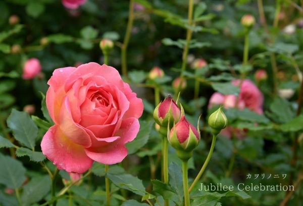 喜びの開花 カヲリノニワ 喜びの開花 カヲリノニワ