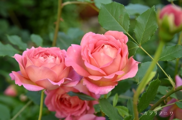喜びの開花 カヲリノニワ 喜びの開花 カヲリノニワ