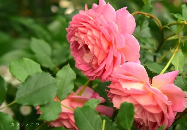 喜びの開花 カヲリノニワ 喜びの開花 カヲリノニワ