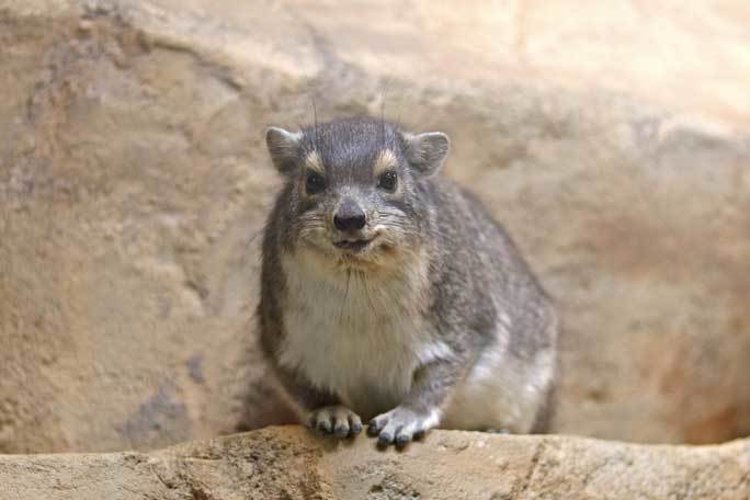 イワ ハイラックス キボシ 埼玉県こども動物自然公園のオンリーワン＆ナンバーワン