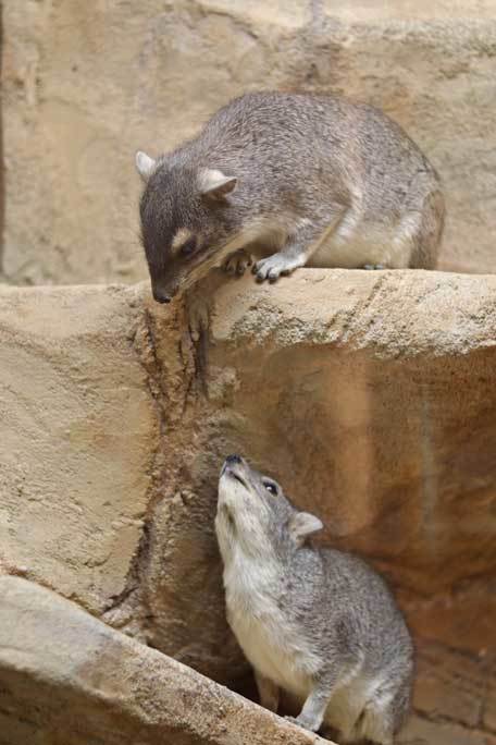 あけましてecoハウチュー～キボシイワハイラックスとデグーの赤ちゃん（埼玉県こども動物自然公園）_b0355317_21270381.jpg