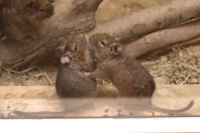 あけましてecoハウチュー～キボシイワハイラックスとデグーの赤ちゃん（埼玉県こども動物自然公園）_b0355317_21361201.jpg