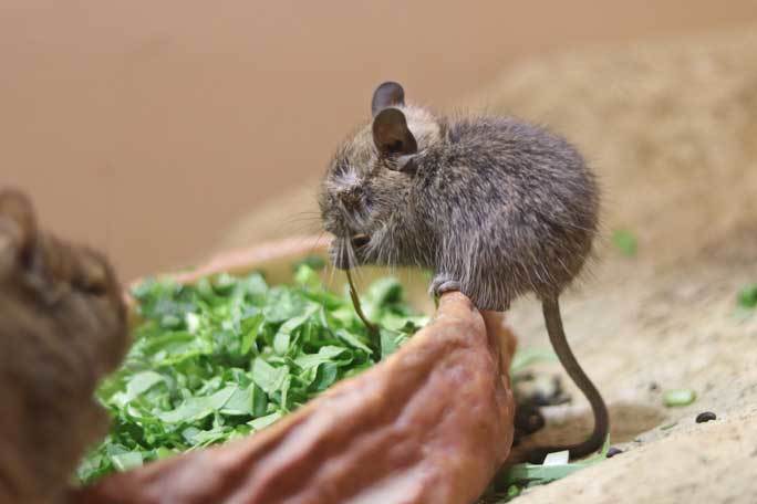 あけましてecoハウチュー～キボシイワハイラックスとデグーの赤ちゃん（埼玉県こども動物自然公園）_b0355317_21372374.jpg