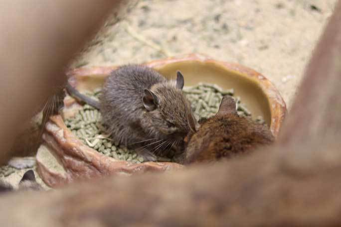 あけましてecoハウチュー～キボシイワハイラックスとデグーの赤ちゃん（埼玉県こども動物自然公園）_b0355317_21374487.jpg