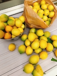 レモンの収穫と美味しい頂き物_a0059035_03091931.jpg