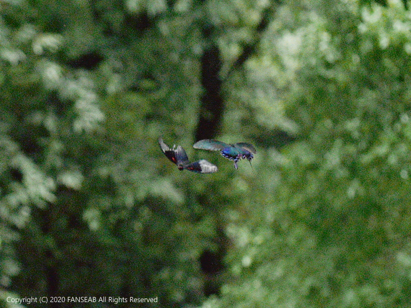 中国四川省成都近郊遠征記：その21 : 探蝶逍遥記