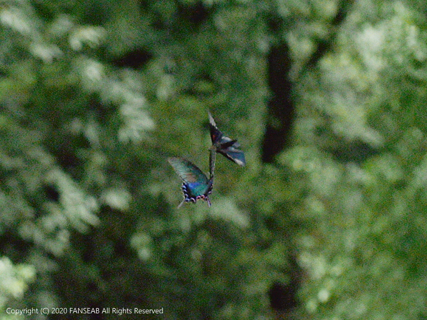 中国四川省成都近郊遠征記：その21 : 探蝶逍遥記