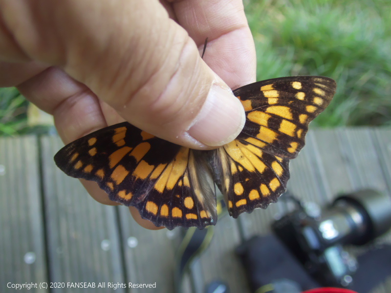 中国四川省成都近郊遠征記：その21 : 探蝶逍遥記