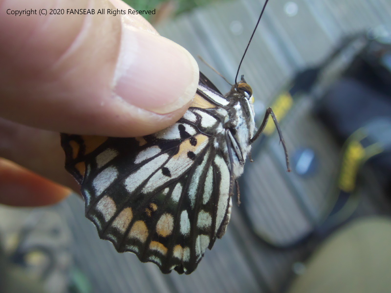 喜ばれる誕生日プレゼント 中国四川省成都近郊遠征記：その21 : 探蝶逍遥記 標本